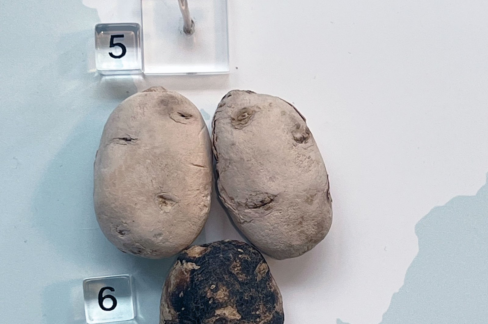 América Latina y el Caribe en un “chuño” y una “tunta”